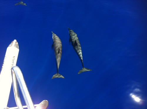 Delfine begleiten unsere Segelyachten regelmäßig