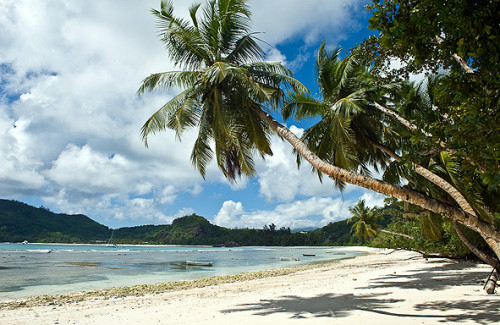 auf der Suche nach Kokosnüssen Seychellen