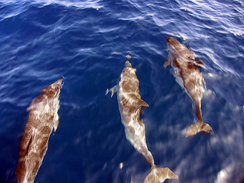 3 Delfine, HELMSail