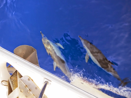 12ms dolphins ionian sea toern around gr