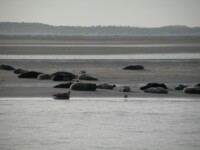 zeehonden1