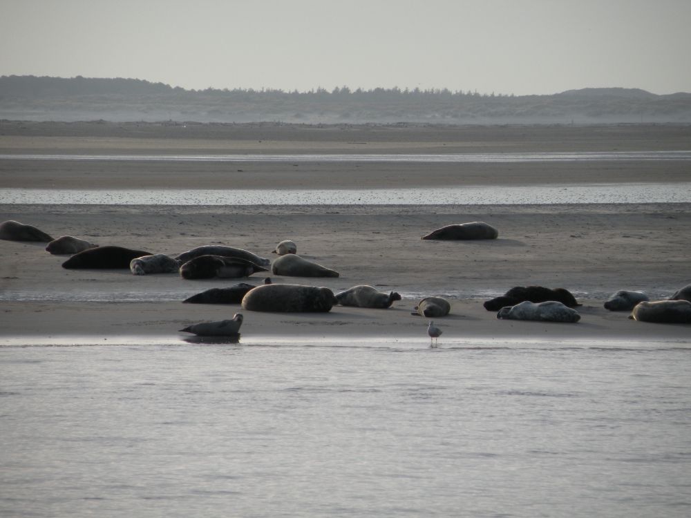 zeehonden1
