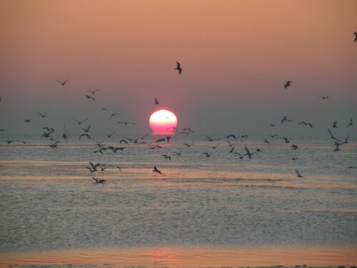 waddenzee3