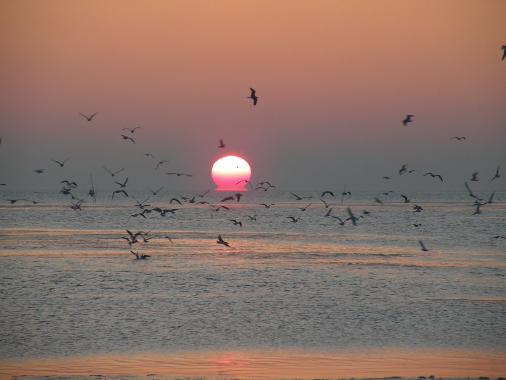 waddenzee3