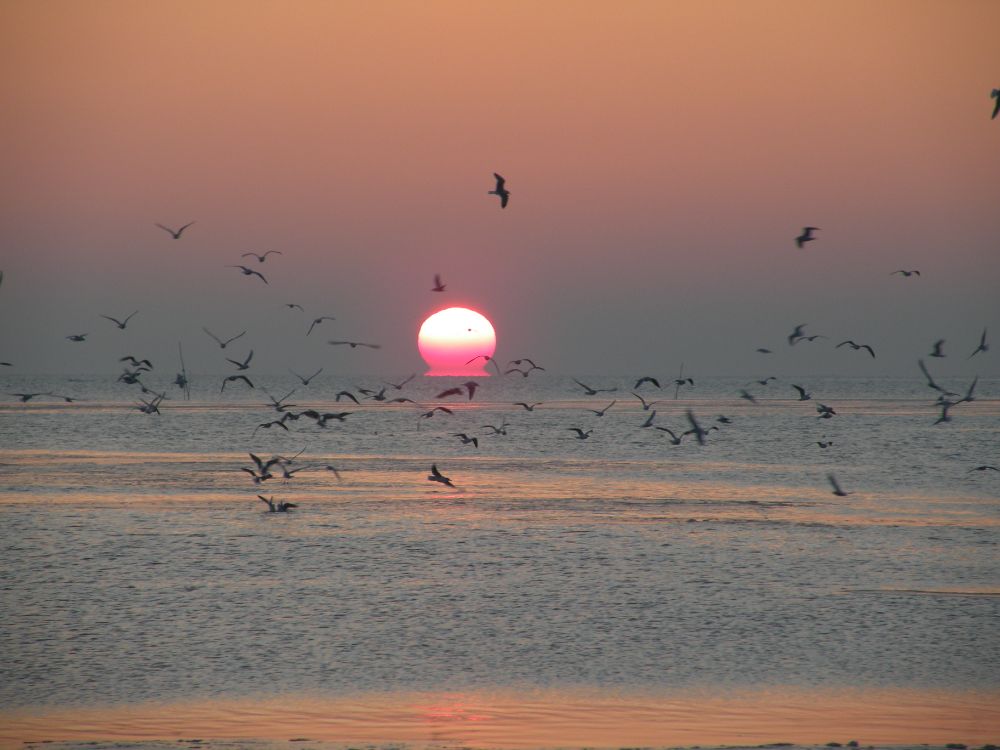 Das Wattenmeer