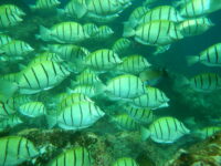mitsegeln - SkippyTirol - bunte Unterwasserwelt erkunden