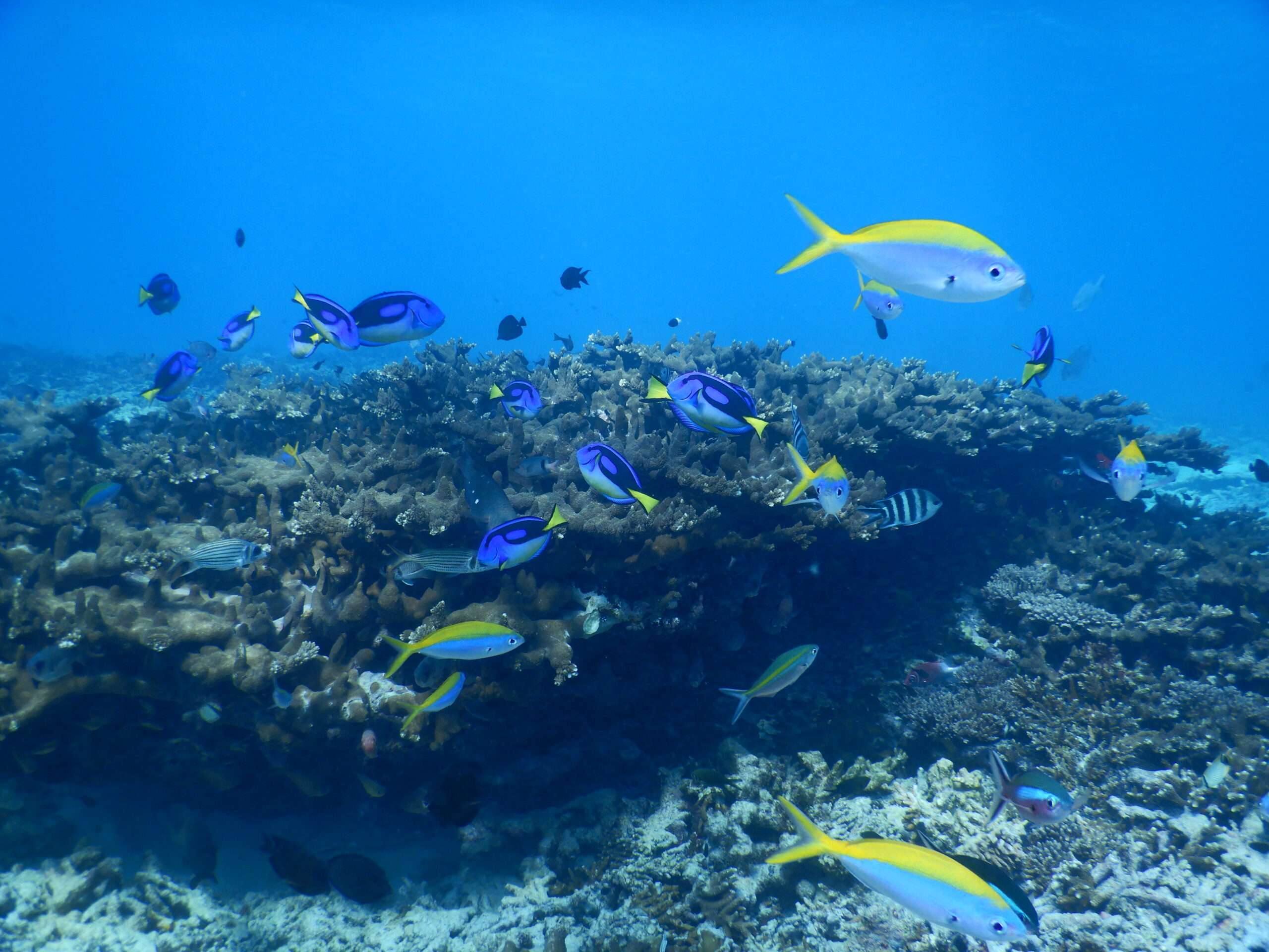 sehr buinte Unterwasserwelt an manchen Schnorchelhotspots - Seychellen