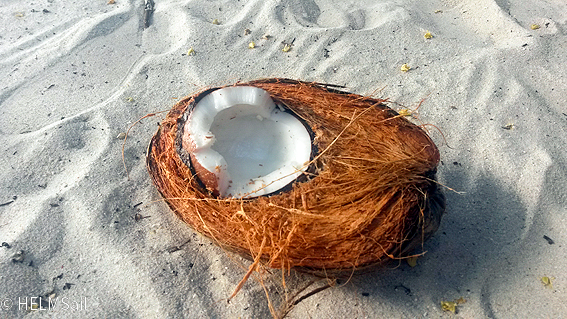 Kokosnuss am Strand